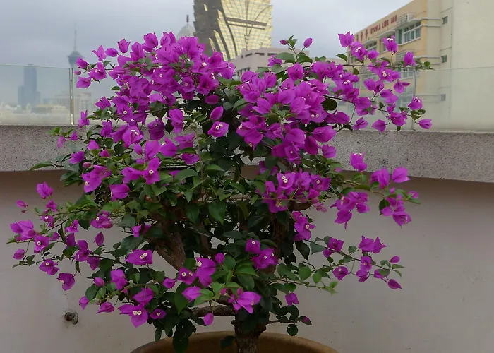 Guia Hotel